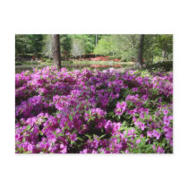Purple Azaleas Flowers