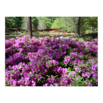 Purple Azaleas Flowers