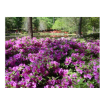 Purple Azaleas Flowers Poster