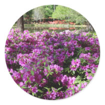 Purple Azaleas Flowers
