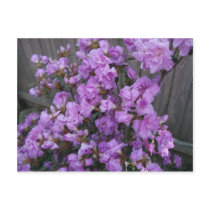 Purple Azaleas Merchandise Post Cards