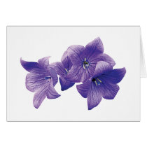 Purple Balloon Flowers cards by SusanSavad Purple Balloon Flowers cards