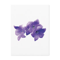 Purple Balloon Flowers Post Cards