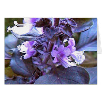 Purple Basil cards by captphrank Purple Basil cards