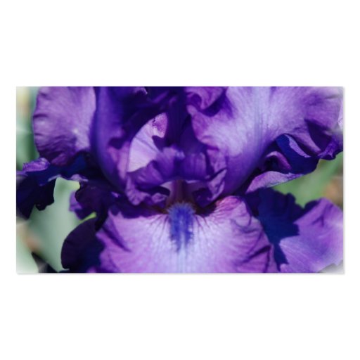 Purple Bearded Iris Business Card (back side)