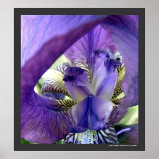 Purple Iris Flower Poster Print by S.Lynnette