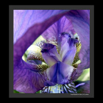 Purple Bearded Iris Flower Floral Macro Poster Pri posters