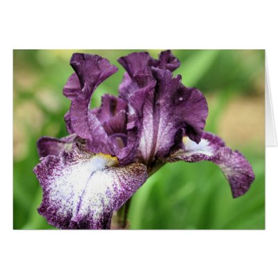 Purple Bearded Iris Flower Photography Note Card