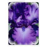 Purple Bearded Iris Greeting Card