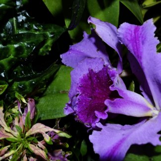 Purple Bearded Iris in a Botanical Garden magnet