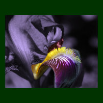 Purple Bearded Iris Macro Flower Poster posters