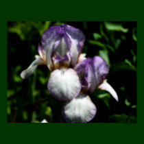Purple Bearded Iris Pair Flower Poster posters
