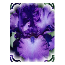 Purple Bearded Iris Postcard