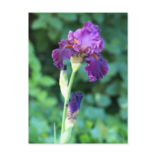 Purple Beauty postcard