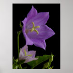 Purple Bell Flower Print