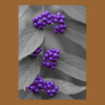Purple Berries on Black and White Poster Print