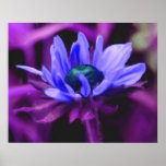 Purple Black Eyed Susan Flower Photo Painting Posters