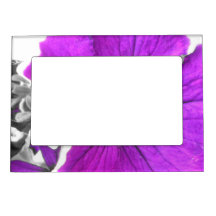 Purple & Black Tinted Petunia Picture Frame Magnets