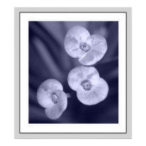 Purple Bloom posters