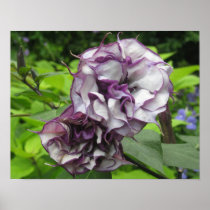Purple Blooms Poster Prints posters
