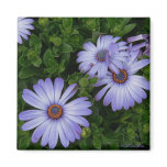Purple/Blue-Daisy-Magnet magnets