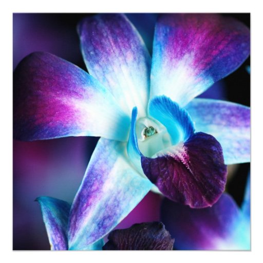 Purple & Blue Dendrobium Orchid Customized Orchids Invitations