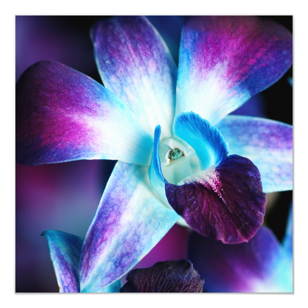 Blue Dendrobium Orchid Blue Dendrobium Orchid