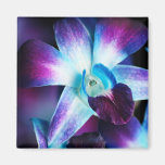 Purple & Blue Dendrobium Orchid Customized Orchids Refrigerator Magnet