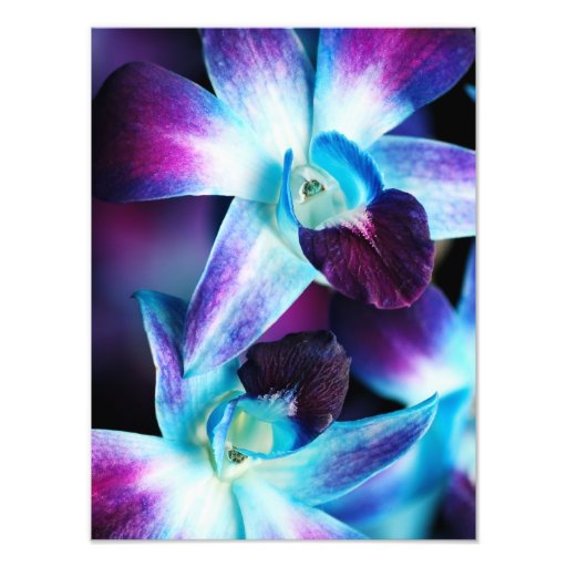 Purple & Blue Dendrobium Orchid Customized Orchids Photo Zazzle