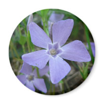 Purple Blue Flower magnets by lifesphere Purple Blue Flower magnets