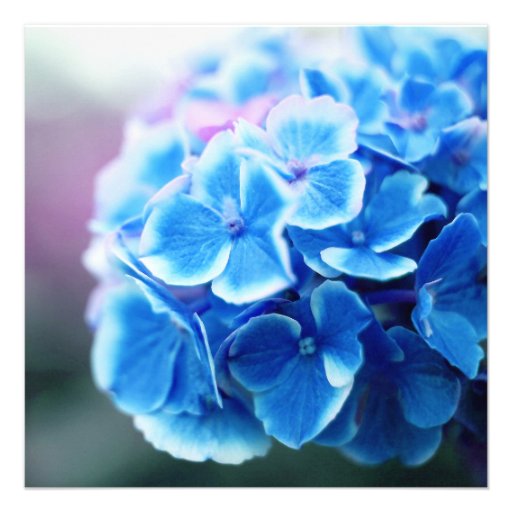 Purple Blue Hydrangea Bridal Shower Invites