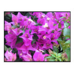 Purple Bougainvillea Postcard