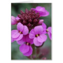 purple bud cards