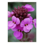 purple bud cards