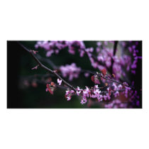 Purple Buds Photo Cards photo cards