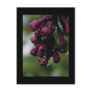 Purple Buds Postcard
