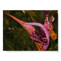 purple butterfly posters