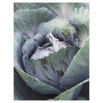 purple cabbage flyers