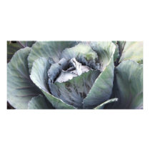 purple cabbage photo cards