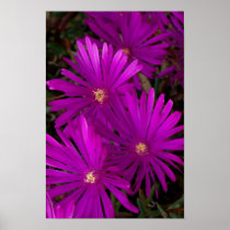 Purple Cactus Flowers_2 Poster
