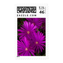 Purple Cactus Flowers Medium Postage postage by Gilliand_Photo Purple Cactus Flowers Medium Postage postage