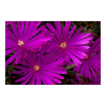 Purple Cactus Flowers Poster posters