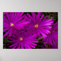 Purple Cactus Flowers Poster