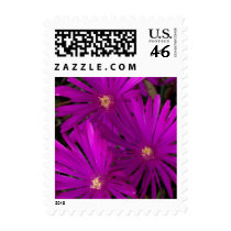 Purple Cactus Flowers Small Postage postage by Gilliand_Photo Purple Cactus Flowers Small Postage postage