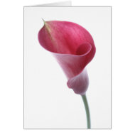 Purple Calla Lily card