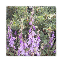 Purple Canterbury Bells 1 Magnet