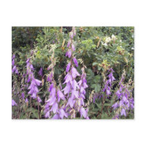 Purple Canterbury Bells 1 Postcard