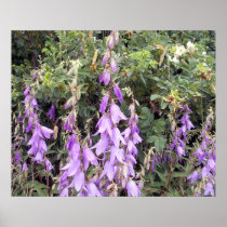 Purple Canterbury Bells 1 Poster
