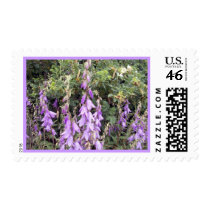 Purple Canterbury Bells 1 Stamp