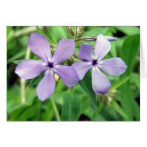 Purple cards